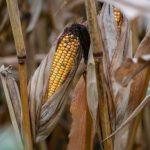 TAO Price Surges 10% But Overheated Futures Flash Warning Signs